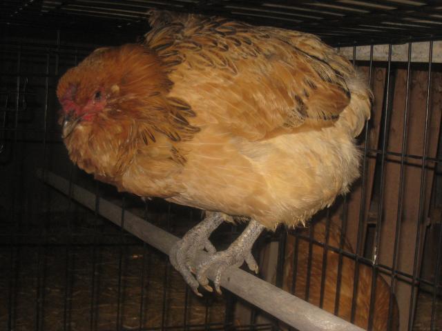 69593_sick_chichens_jan11_009.jpg
