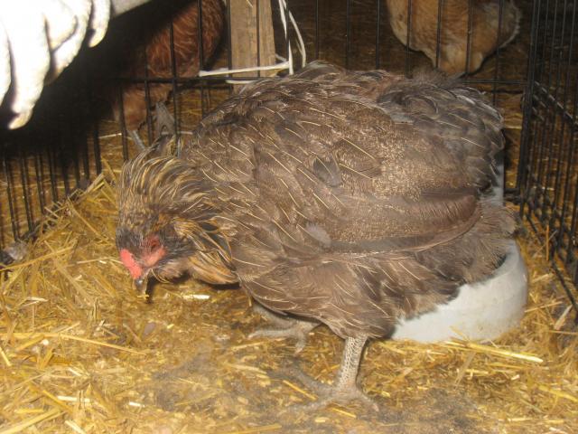69593_sick_chichens_jan11_012.jpg