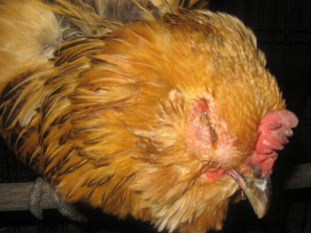 69593_sick_chichens_jan11_015.jpg