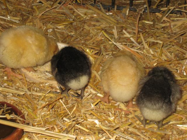69593_vaders_babies_029.jpg