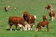 69619_cows_grazing.jpg