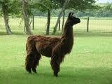 69619_daughter_llama.jpg