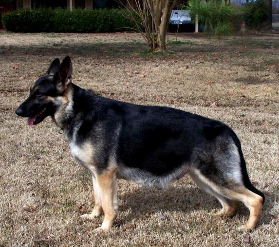 69619_female_german_shepherd.jpg