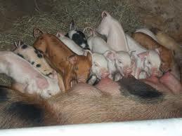 69619_piglets.jpg