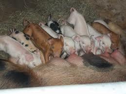 69619_piglets.jpg