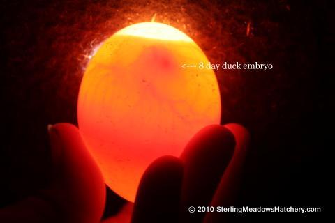 6962_8_day_duck_egg_4-18-2010_4-21-06_pm.jpg