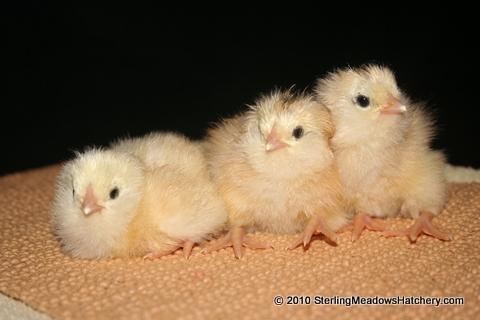 6962_ameraucana_babies_3-17-2010_2-20-47_pm.jpg