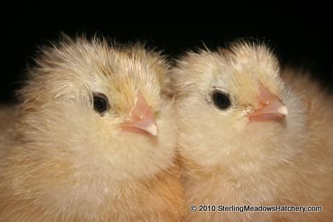 6962_ameraucana_babies_3-17-2010_2-21-01_pm.jpg