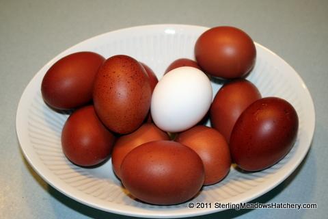 6962_bc_marans_eggs.jpg
