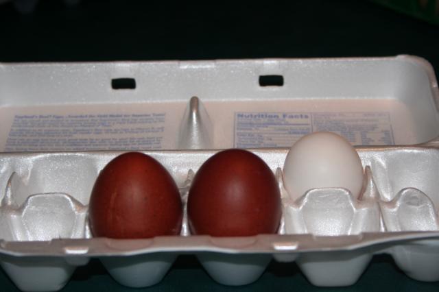6962_bc_marans_eggs_true_color_w-dorking_egg_4-17-2010_5-16-46_pm.jpg