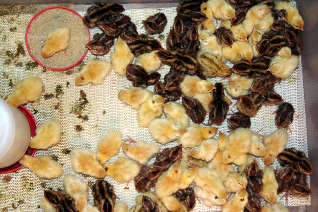 6962_quail_hatch_3-11-2010_3-32-33_pm.jpg