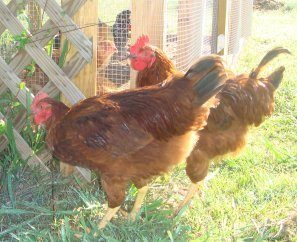 6965_rooster_010copy.jpg