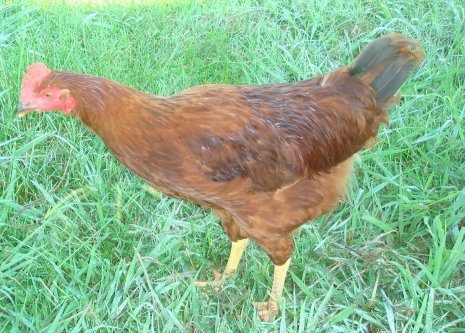 6965_rooster_023copy.jpg