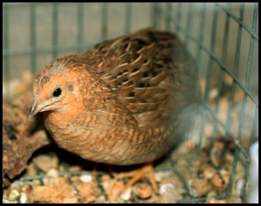 69740_button_hen.jpg