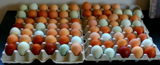 69745_bounty_of_eggs.jpg