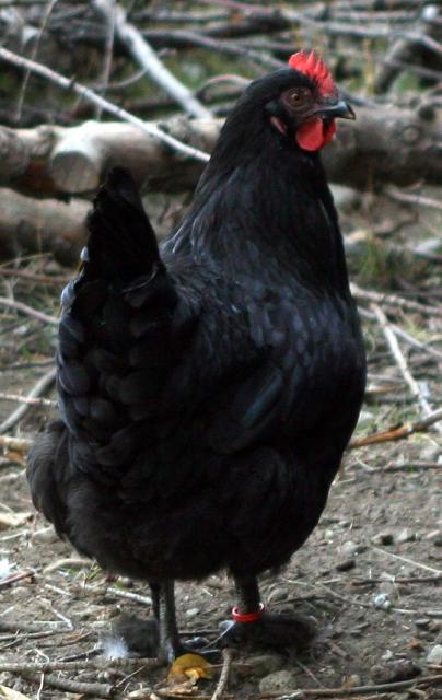69745_harriet.jpg