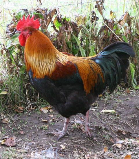 69745_marans_bro_side_1.jpg