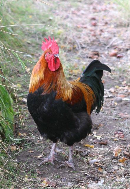 69745_marans_bro_side_2.jpg