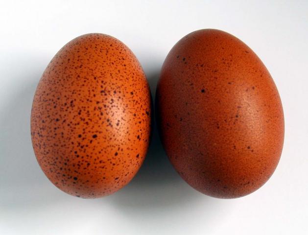 69745_marans_eggs.jpg