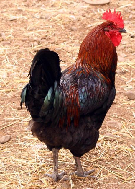 69745_marrans_bro_1.jpg