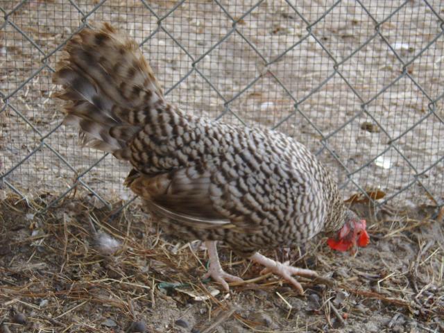 69763_chickens_and_okla_092.jpg