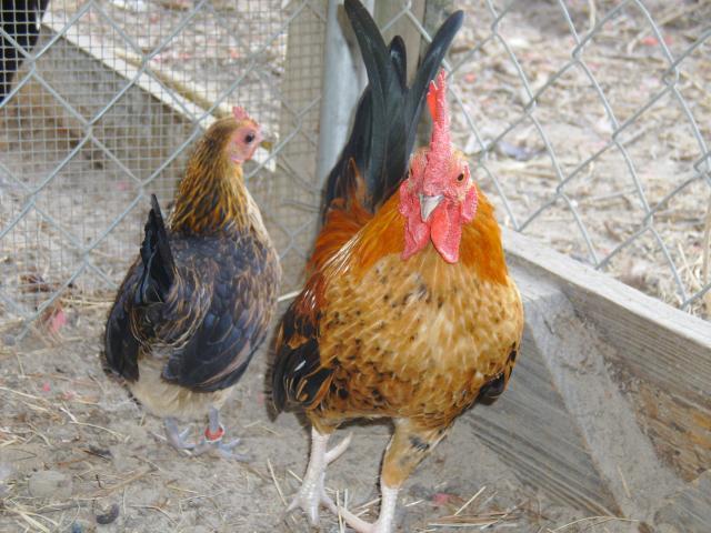 69763_chickens_and_okla_095.jpg