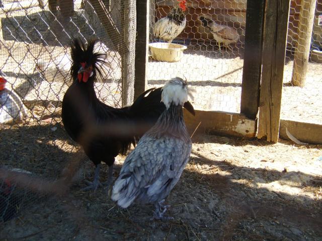 69763_chickens_and_okla_118.jpg