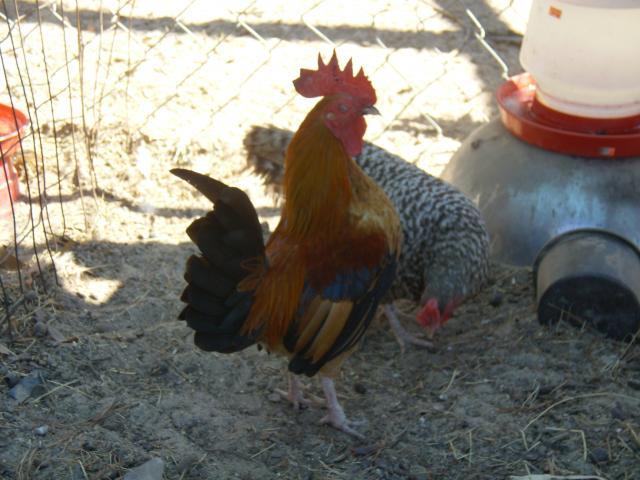 69763_chickens_and_okla_120.jpg