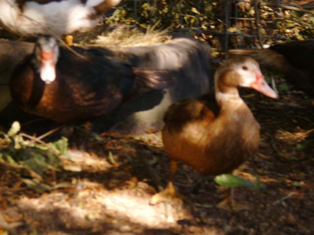 69763_chickens_and_okla_141.jpg