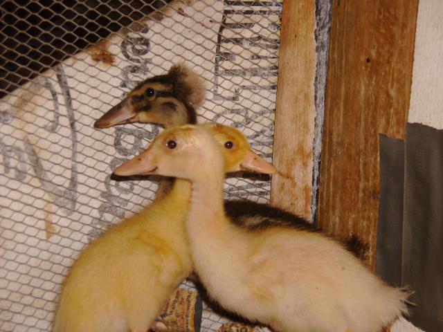 69763_chickens_and_okla_147.jpg