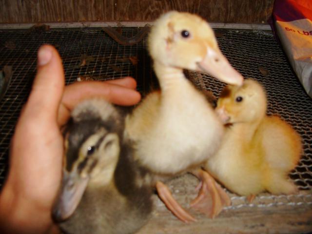 69763_chickens_and_okla_150.jpg