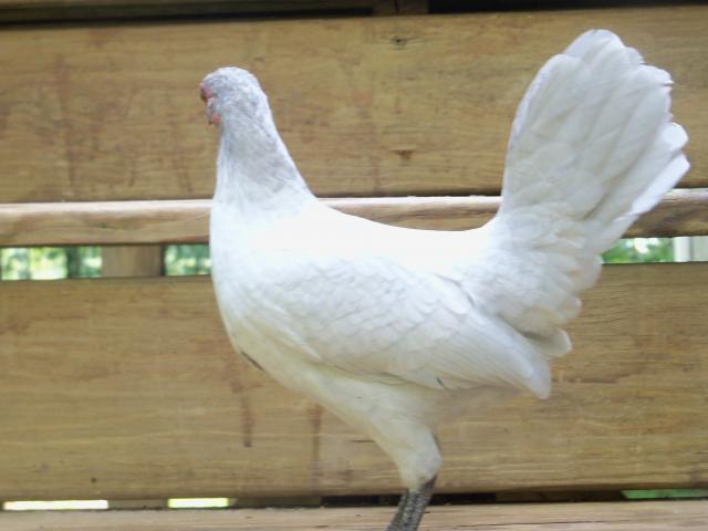69773_100_3786.jpg