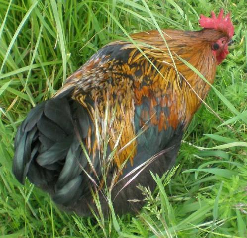 69791_007.jpg