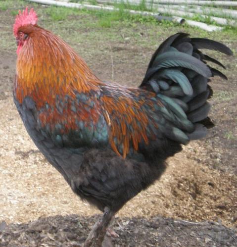 69791_044.jpg