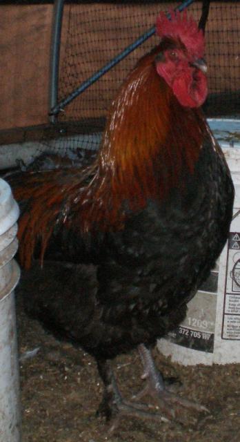 69791_bc2.jpg