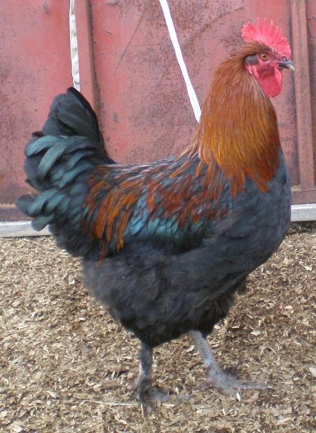 69791_roo1.jpg