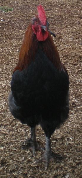 69791_roo1a.jpg