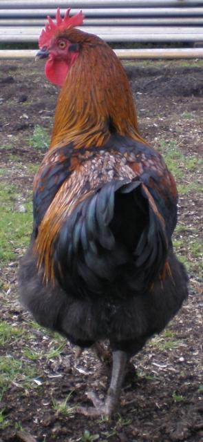 69791_roo1b.jpg