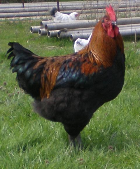 69791_roo1c.jpg