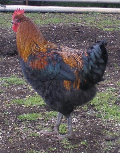 69791_roo2.jpg