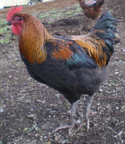 69791_roo2a.jpg