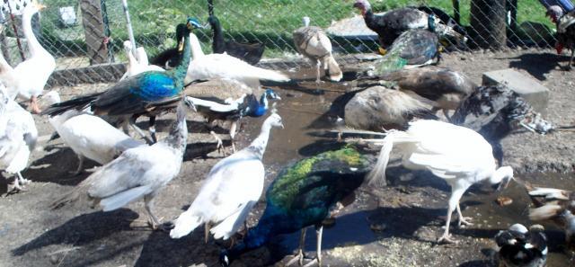 69812_oct_2011_peacock_001.jpg