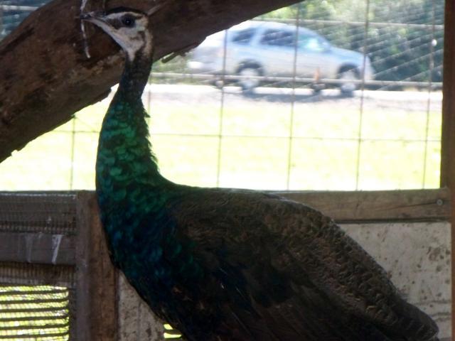 69812_oct_2011_peacock_006.jpg