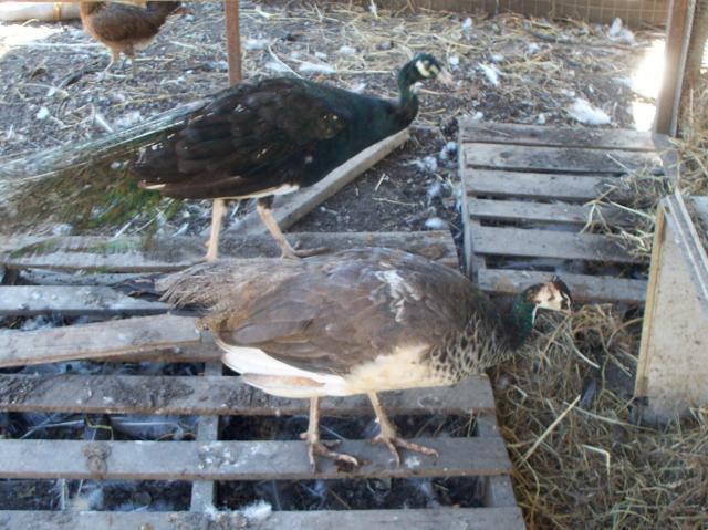 69812_oct_2011_peacock_046.jpg
