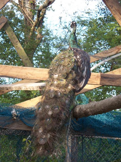 69812_peacockscream_050.jpg