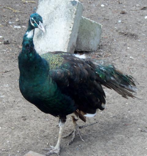 69812_peacocksnove2011_052.jpg