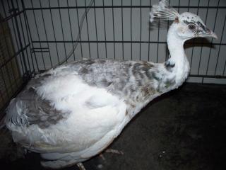 69812_silverpiedpeahen_054.jpg