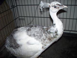 69812_silverpiedpeahen_057.jpg