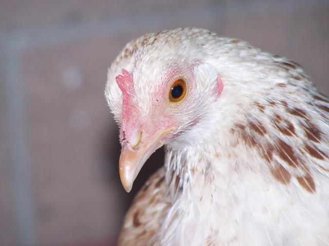 69838_chickens_077.jpg