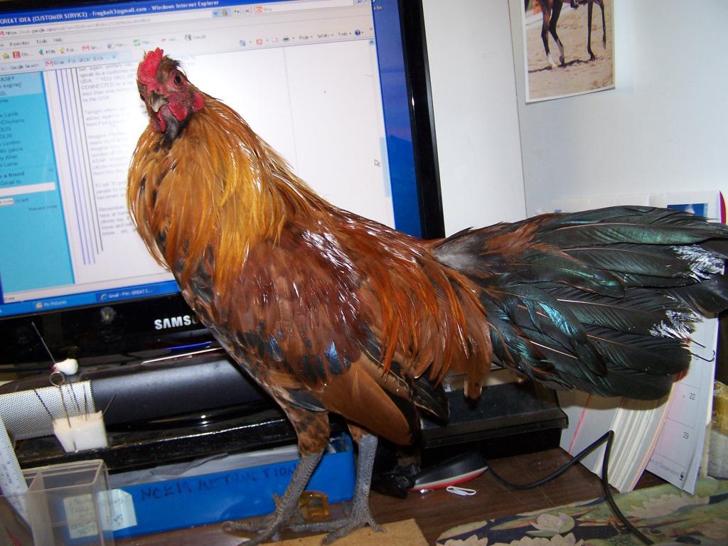 69838_chickens_097.jpg